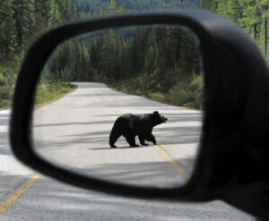 ACT oefening beren op de weg