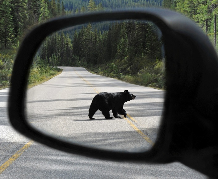 ACT oefening beren op de weg